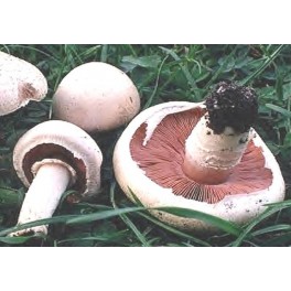 Champignons blancs